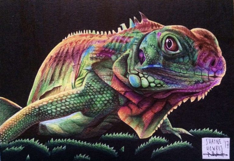 Rainbow iguana by Shayne Hawkes